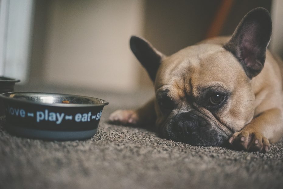 alimentadores inteligentes para perros